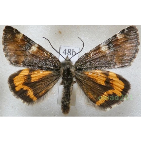 Archiearis parthenias (Linnaeus, 1761) Czech48b